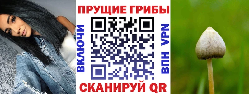 Купить  Чусовой  Галлюциногенные грибы Cubensis 